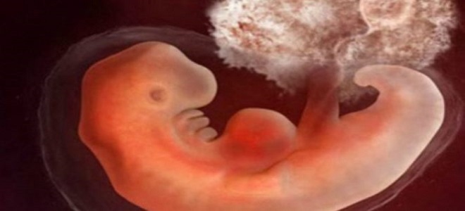 эмбрион_на_5 неделе_беременности