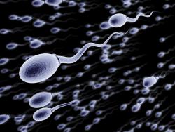 спермограмма при планировании беременности