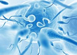 сколько живут сперматозоиды во влагалище