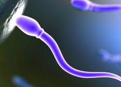подвижность сперматозоидов