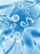 Сколько живут сперматозоиды во влагалище?