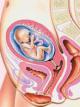 Тонус матки при беременности – как сохранить малыша?